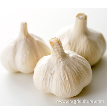 5cm Fresh Normal White Garlic Price